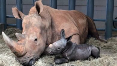 Endangered-White-Rhino-Baby-Born-at-Disney-Animal-Kingdom-TRAVELINDEX-500x321.jpg