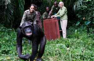 Jane-Goodall-The-Hope-Premiering-on-Earth-Day-TRAVELINDEX-300x195.jpg