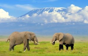 Kenya-Tourism-Exceeding-Global-and-Regional-Levels-in-2018-300x189.jpg