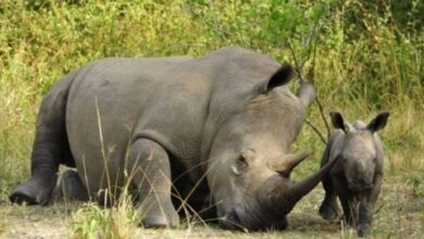 Uganda-Wildlife-Authority-Closes-Ziwa-Rhino-Sanctuary-TRAVELINDEX-500x270.jpg