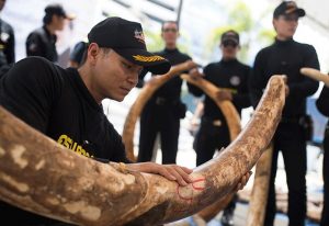 nairobi-bangkok-illegal-ivory-trade-smuggling-freeland-300x206.jpg