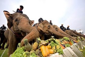 travel-image-elephant-300x200.jpg